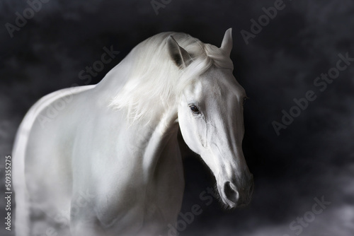 White horse on black