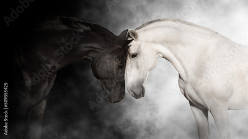 Fotografie, Tablou Black and white horse cople portrait