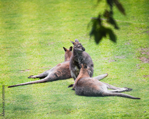 Kangaroos rest lying on the lawn - wild animals in the natural environment