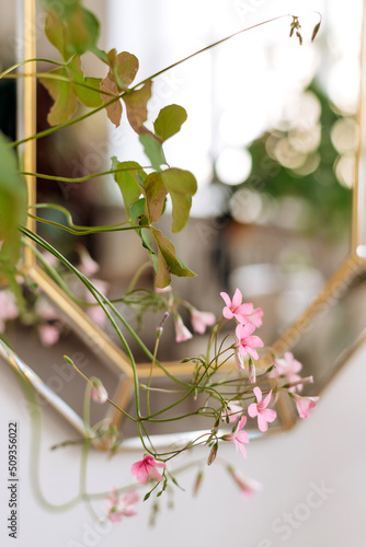 A houseplant and a mirror in a beautiful frame on a white wall in a home interior.Home gardening,urban jungle,biophilic design.Selective focus,close-up.