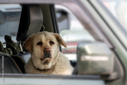 an old Labrador retriever dog looks at a man through a car window. the traveler is a friend of man © Vladimir Razgulyaev