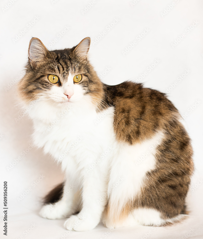 fluffy cat sits on a white background fluffy cat sits on a white background