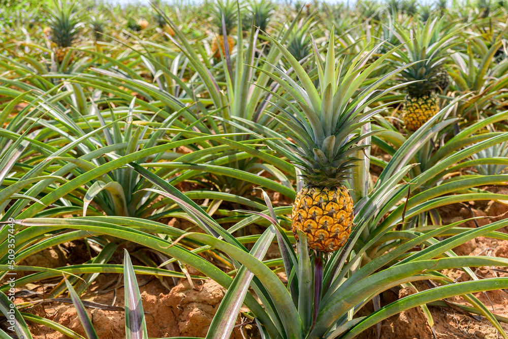 Fresh pineapples in the organic plantation farm Fresh pineapples in the organic plantation farm