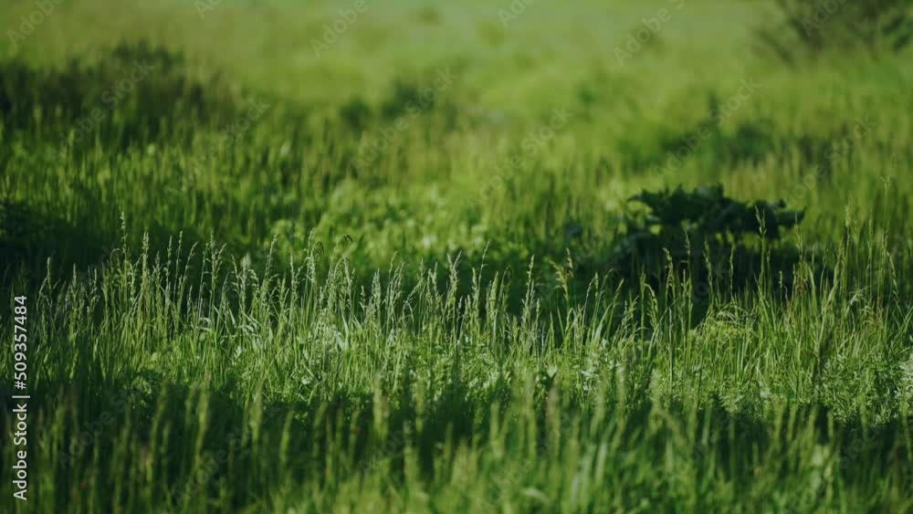 3. Green grass on a summer day 3. Green grass on a summer day
