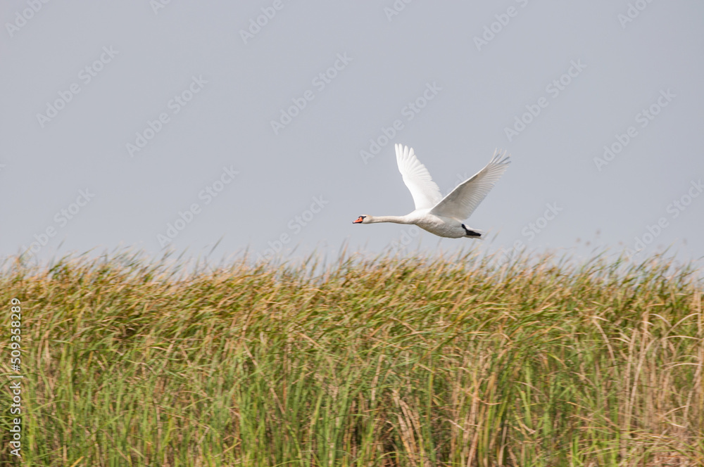 Fototapeta premium Cygne rasant les roseaux