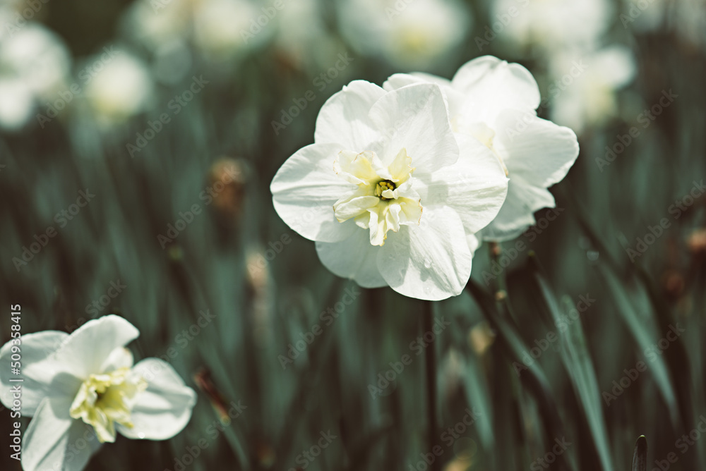 Obraz premium Beautiful white daffodil