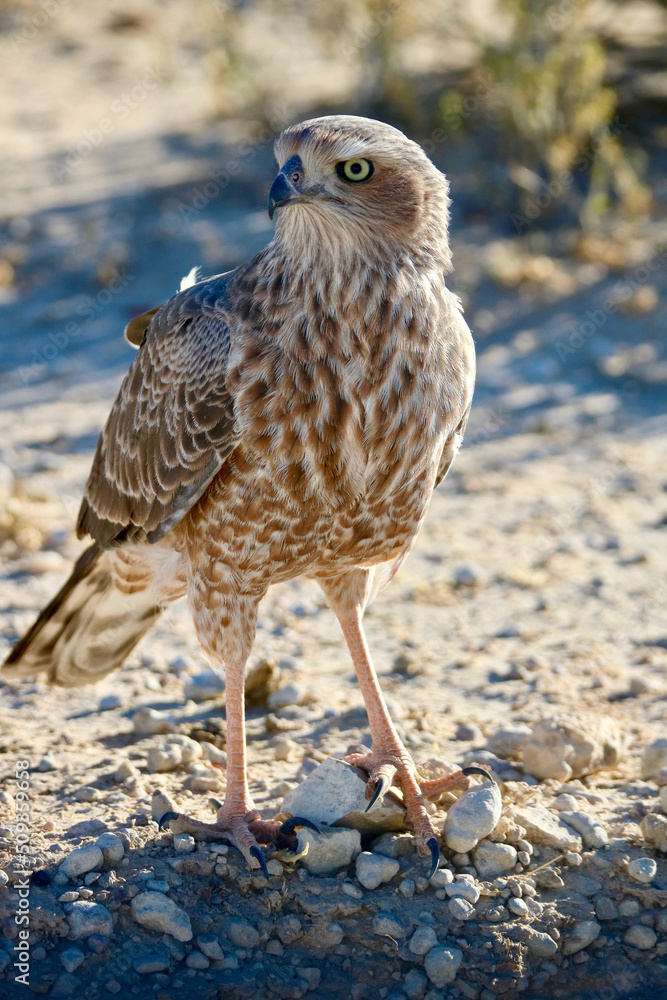 Young Pale Chanting Goshawk in the Kgalagadi, South Africa Young Pale Chanting Goshawk in the Kgalagadi, South Africa