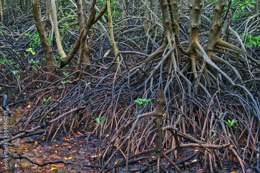 Dense of mangrove tree roots system that called Buttress Root in the mangrove forest of Khung Kraben Bay at Chanthaburi, Thailand. Buttress Root - like Pneumatophores.