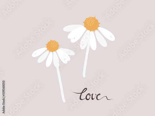 Daisies on a grey background vector.