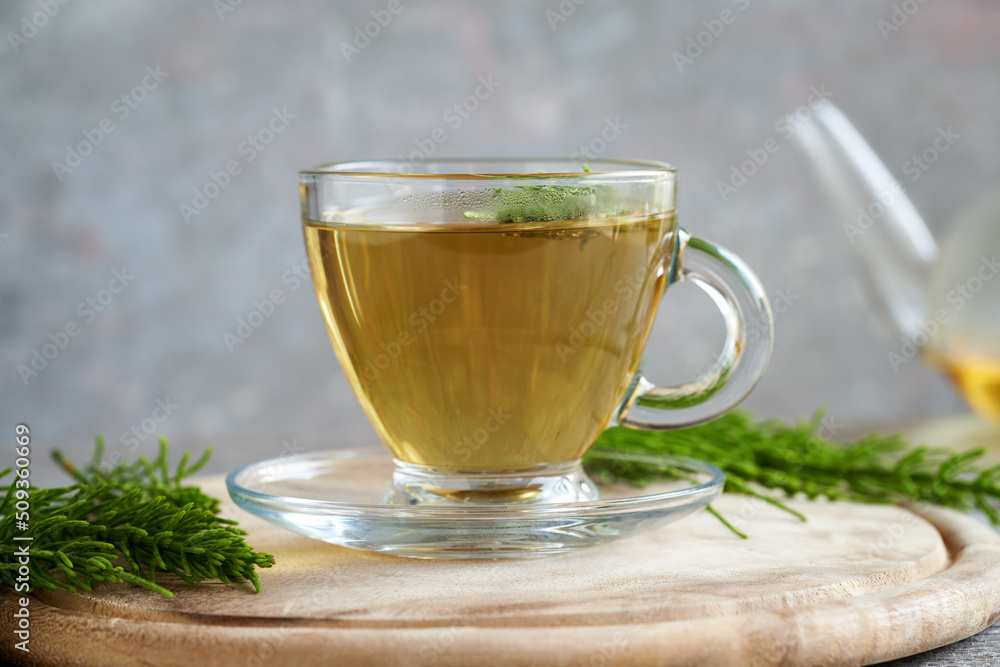 Horsetail tea with fresh horsetail plant Horsetail tea with fresh horsetail plant