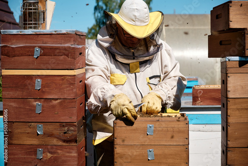 The beekeeper conducts a preventive inspection of bee colonies in Dadan hives. Preparing bees for summer.
