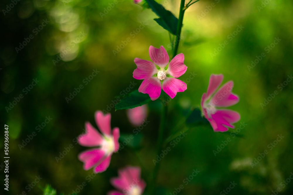 pink flower in the garden pink flower in the garden