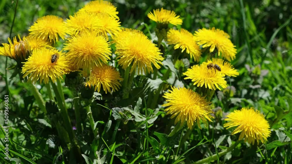 Bees collect nectar on a large yellow bush of taraxacum flowers. Bees collect nectar on a large yellow bush of taraxacum flowers.