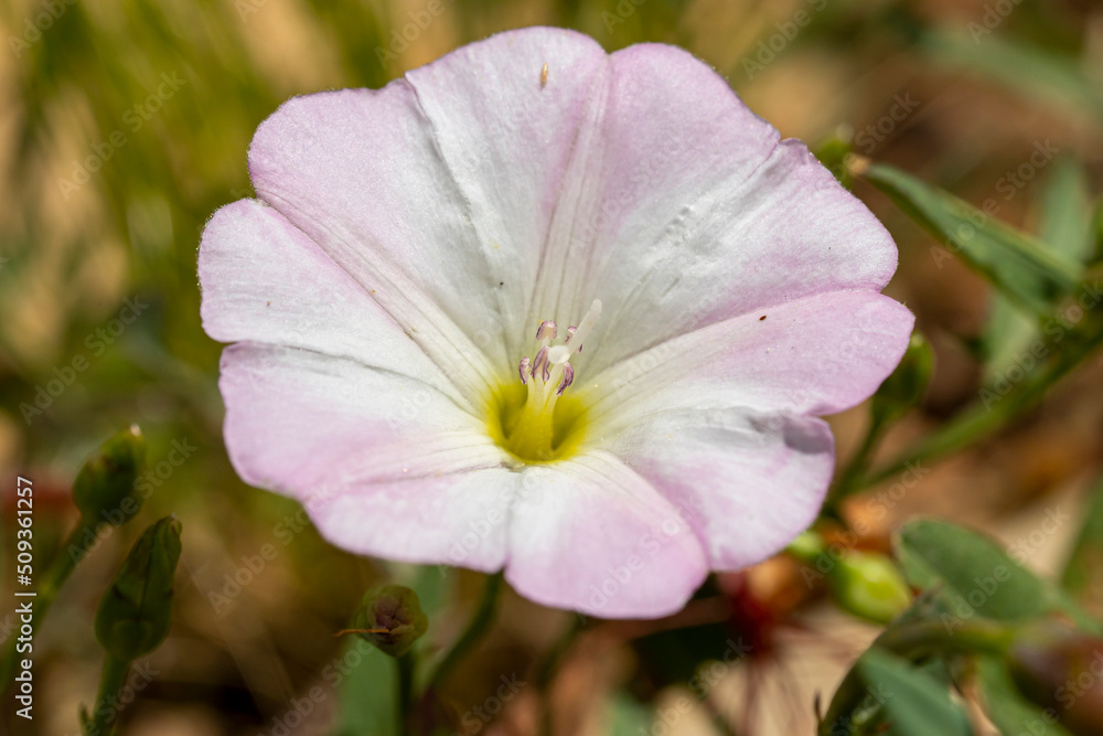 Naklejka premium macro de fleur de liseron