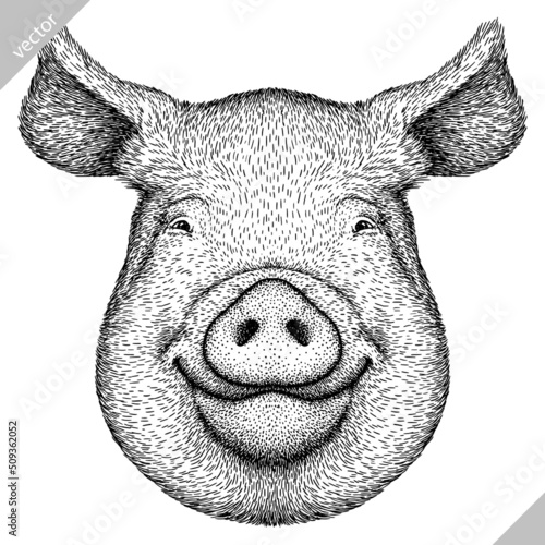 black and white engrave isolated pig vector illustration