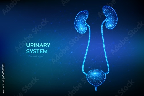 Urinary system. Kidneys and Bladder. Urinary Tract Infection treatment. Nephrology, Urology. Abstract Low polygonal wireframe organ for medical drugs, pharmacy education design. Vector illustration.