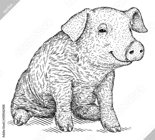 black and white engrave isolated pig vector illustration