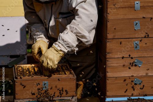 A beekeeper in protective gloves takes out a frame with bees from the Dadan hive. Close-up