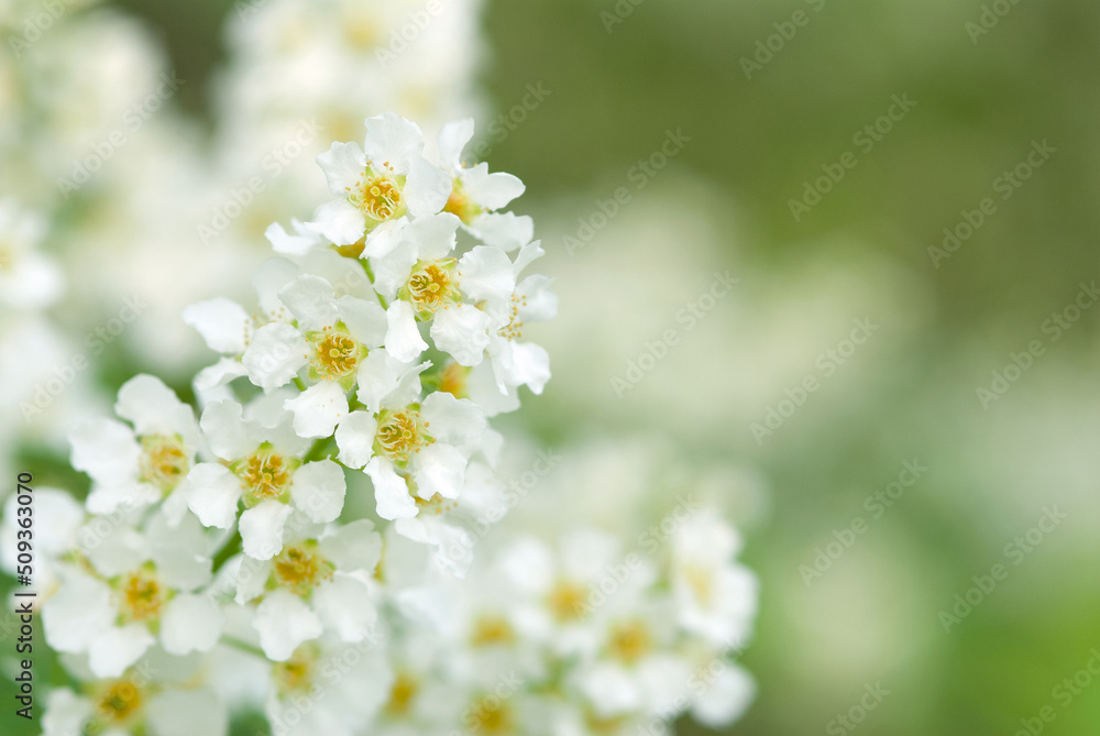 Bird cherry aka hackberry (Prunus padus) tree in full bloom. White flowers in springtime, defocused blurred background. Bird cherry aka hackberry (Prunus padus) tree in full bloom. White flowers in springtime, defocused blurred background.