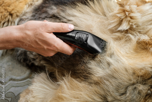 Grooming dog's fur with a trimmer or a clipper, close up.
