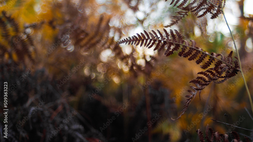Feuilles de fougère aux teintes orangées, en période de fin d'été, dans la forêt des Landes de Gascogne