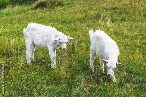 Couple of white goat kids grazes in a green meadow in grass. Farming concept. Summer landscape, pasture. Grazing on the grassland. © tatyana