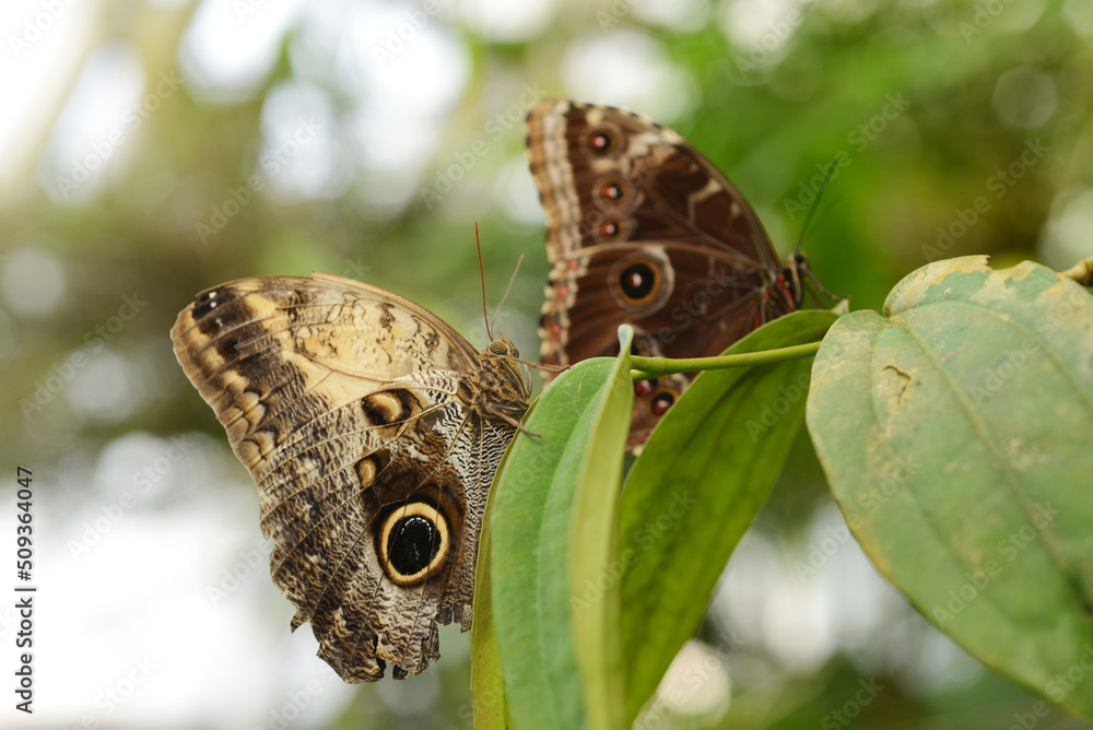 Fototapeta premium tropical butterfly
