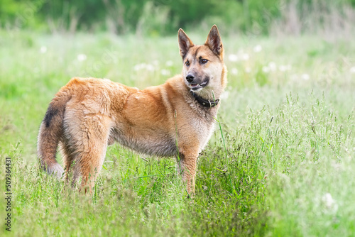 Mongrel dog of red color lies on its stomach on the grass, stretching its front paws forward. Spring. © alexbush