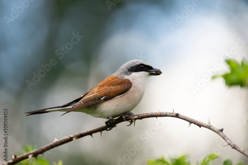 Red-backed Shrike (Lanius collurio)