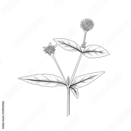 Bhringraj Sketch or Eclipta Alba or Eclipta Prostrata, also known as False Daisy is an effective herbal medicinal plant in Ayurvedic medicine. vector illustration.