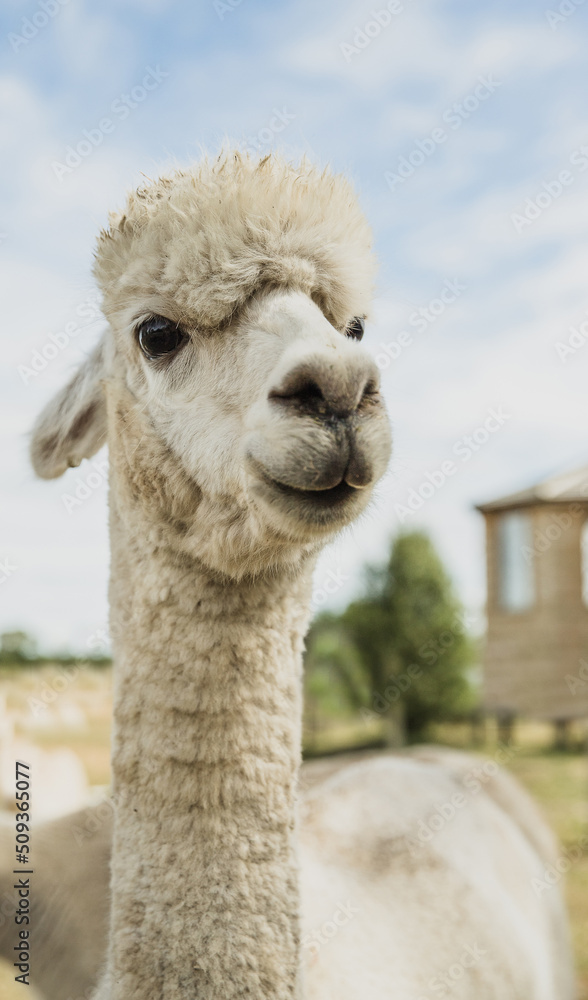 alpaca on natural background, llama on a farm, domesticated wild animal cute and funny with curly hair used for wool. High quality photo