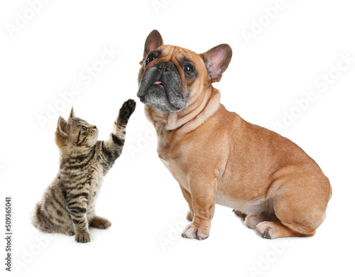 Cute cat and dog on white background. Animal friendship