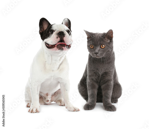 Cute cat and dog on white background. Animal friendship