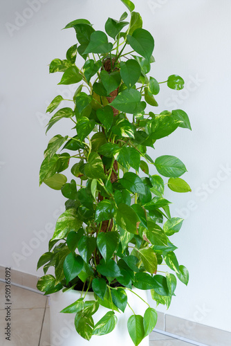 Billede på lærred Indoor Money plant in a white pot