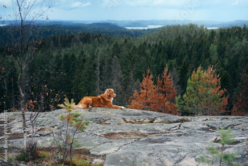 toller dog in the stone. Walking with a pet. Nova Scotia duck tolling retriever in a beautiful landscape © annaav