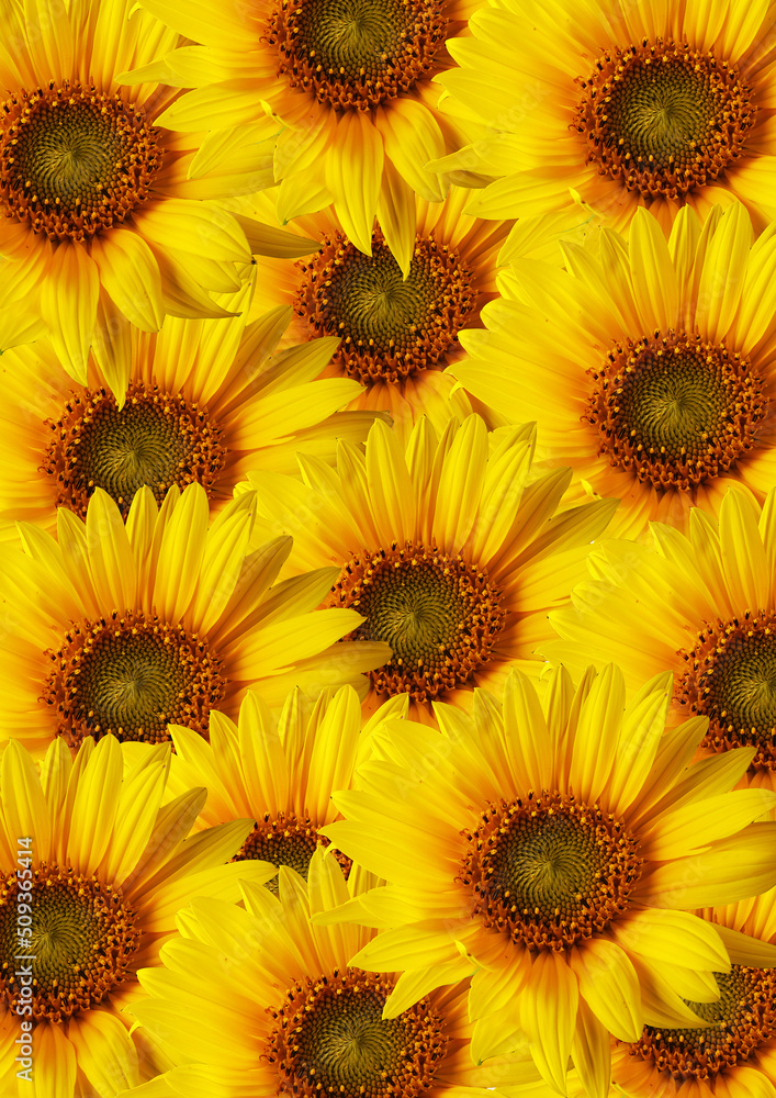 Sun flower Sun flower