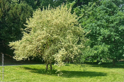 Cornus mas Variegata or also Cornelian cherry, European cornel or Cornelian cherry dogwood tree in the spring. Landscape orentation with no people. photo