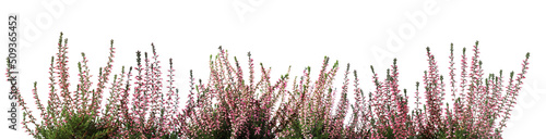 Heather with beautiful flowers on white background. Banner design