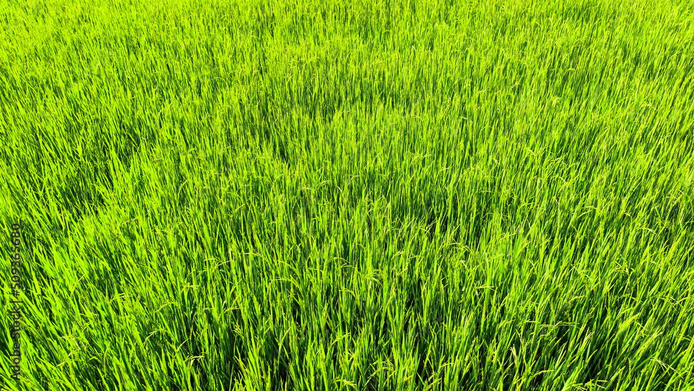 Landscape view of rice field at daytime. Summer breeze at the green field. Rice field wallpaper. Landscape view of rice field at daytime. Summer breeze at the green field. Rice field wallpaper.