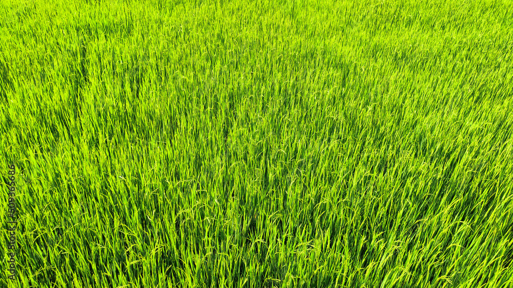 Landscape view of rice field at daytime. Summer breeze at the green field. Rice field wallpaper. Landscape view of rice field at daytime. Summer breeze at the green field. Rice field wallpaper.