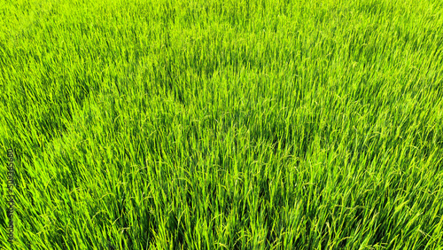 Landscape view of rice field at daytime. Summer breeze at the green field. Rice field wallpaper.