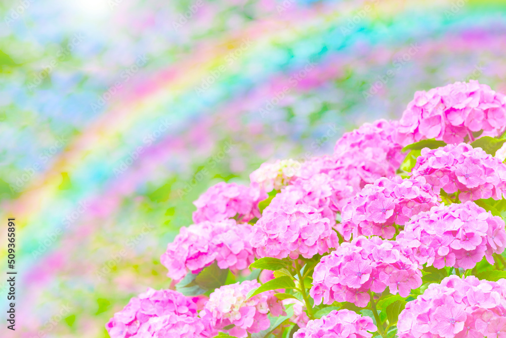 Obraz premium 紫陽花と虹の梅雨イメージ素材
