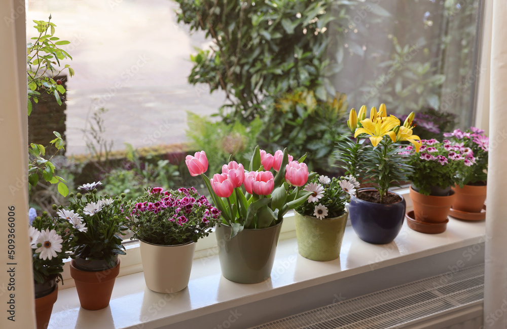 Fototapeta premium Many beautiful blooming potted plants on windowsill indoors