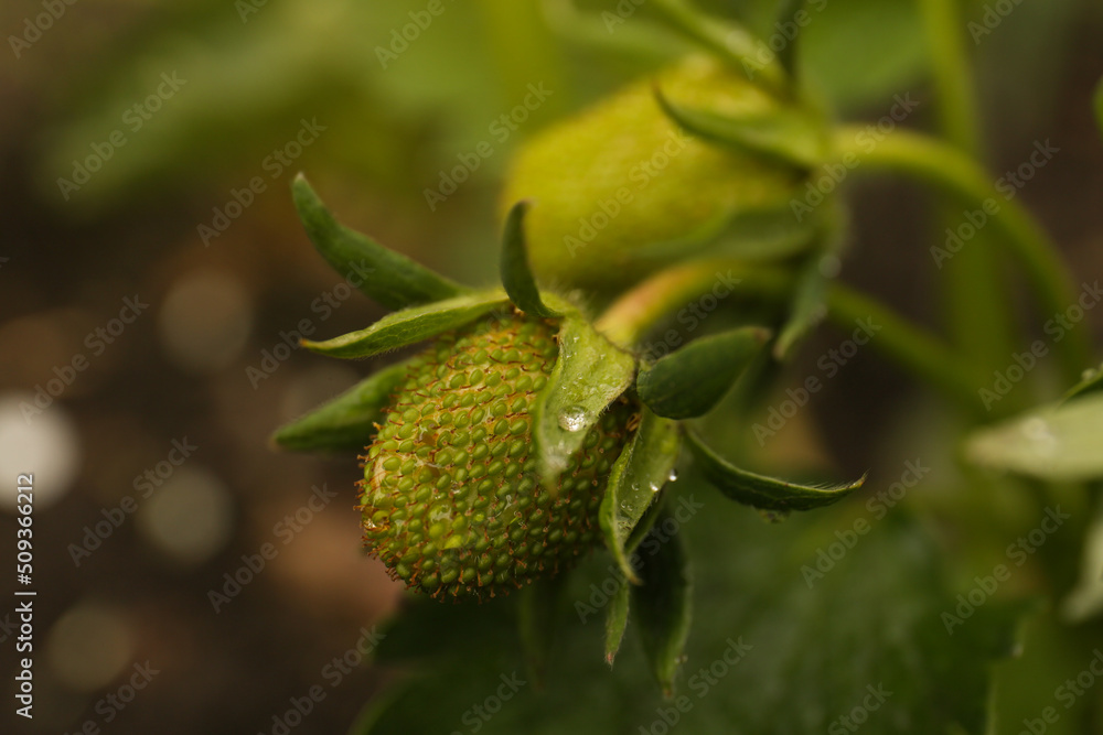 Beautiful strawberry plant with unripe fruits and water drops on blurred background, closeup Beautiful strawberry plant with unripe fruits and water drops on blurred background, closeup