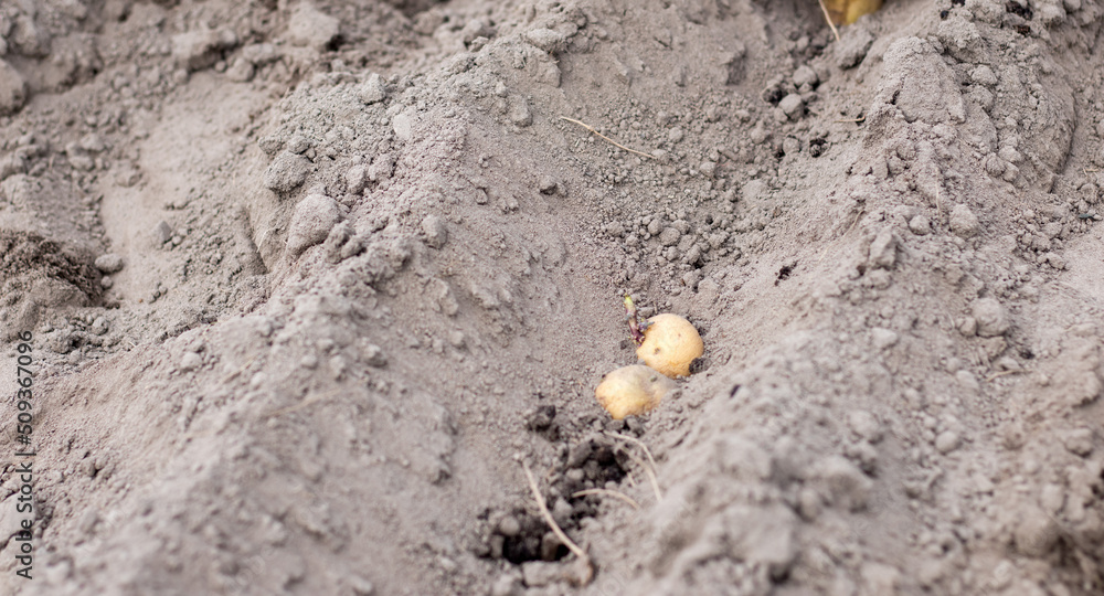 Sprouted potato tuber in the ground when planting. Selective focus. Early spring preparation for the garden season. Potato tuber close-up in a hole in the ground. Seed potatoes. Seasonal work. Sprouted potato tuber in the ground when planting. Selective focus. Early spring preparation for the garden season. Potato tuber close-up in a hole in the ground. Seed potatoes. Seasonal work.