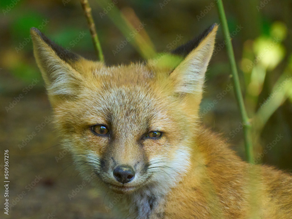 Fototapeta premium Red fox on the grass close-up view animal smiles