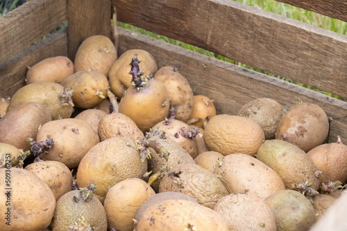 Potatoes for planting with sprouted shoots in a wooden box. Sprouted old seed potatoes. Potato tuber seedlings. The concept of agriculture and gardening, growing and caring for vegetables. photo