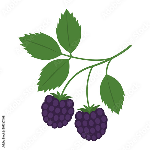 Ripe blackberry twig isolated on white background. Rubus fruticosus purple berries with leaves on branch icon for package design. Vector fruit illustration in flat style.