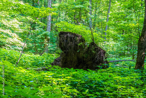 tree in the forest