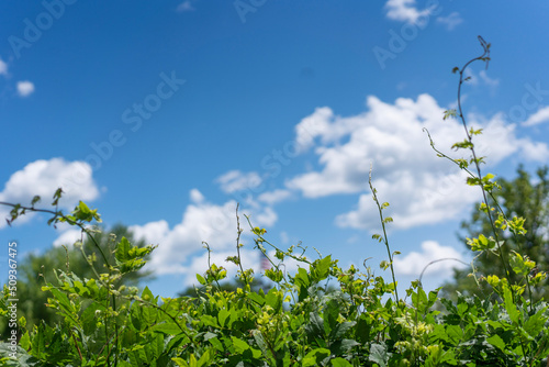 grass and blue sky